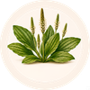 Skorocel
