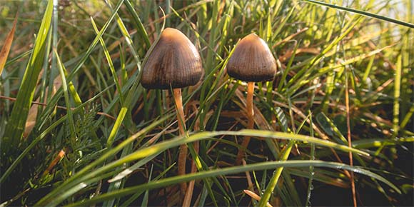Psilocybin a obsedantně-kompulzivní porucha (OCD)
