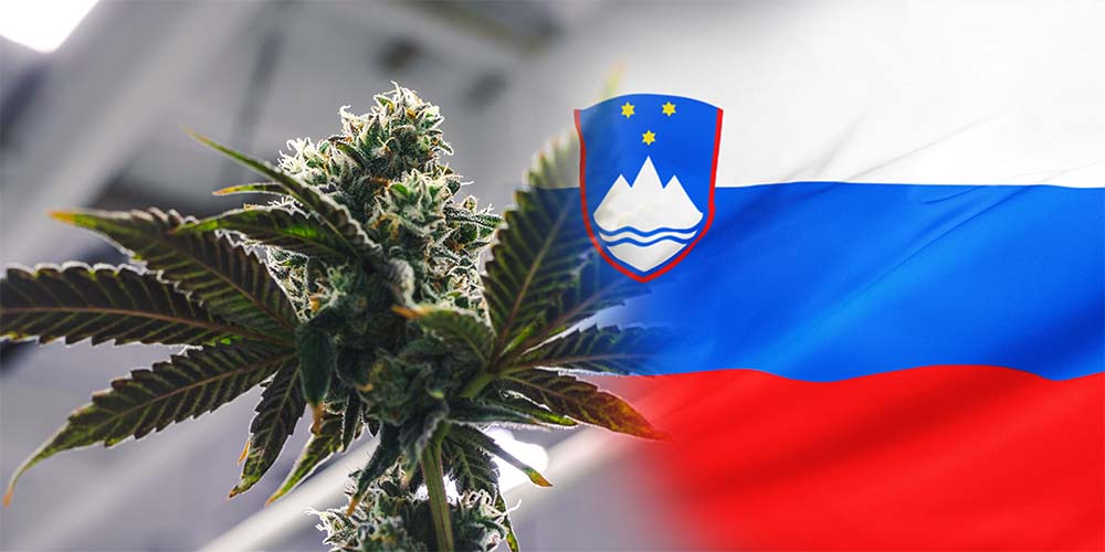 Slovinsko míří k průlomové legalizaci léčebného konopí.