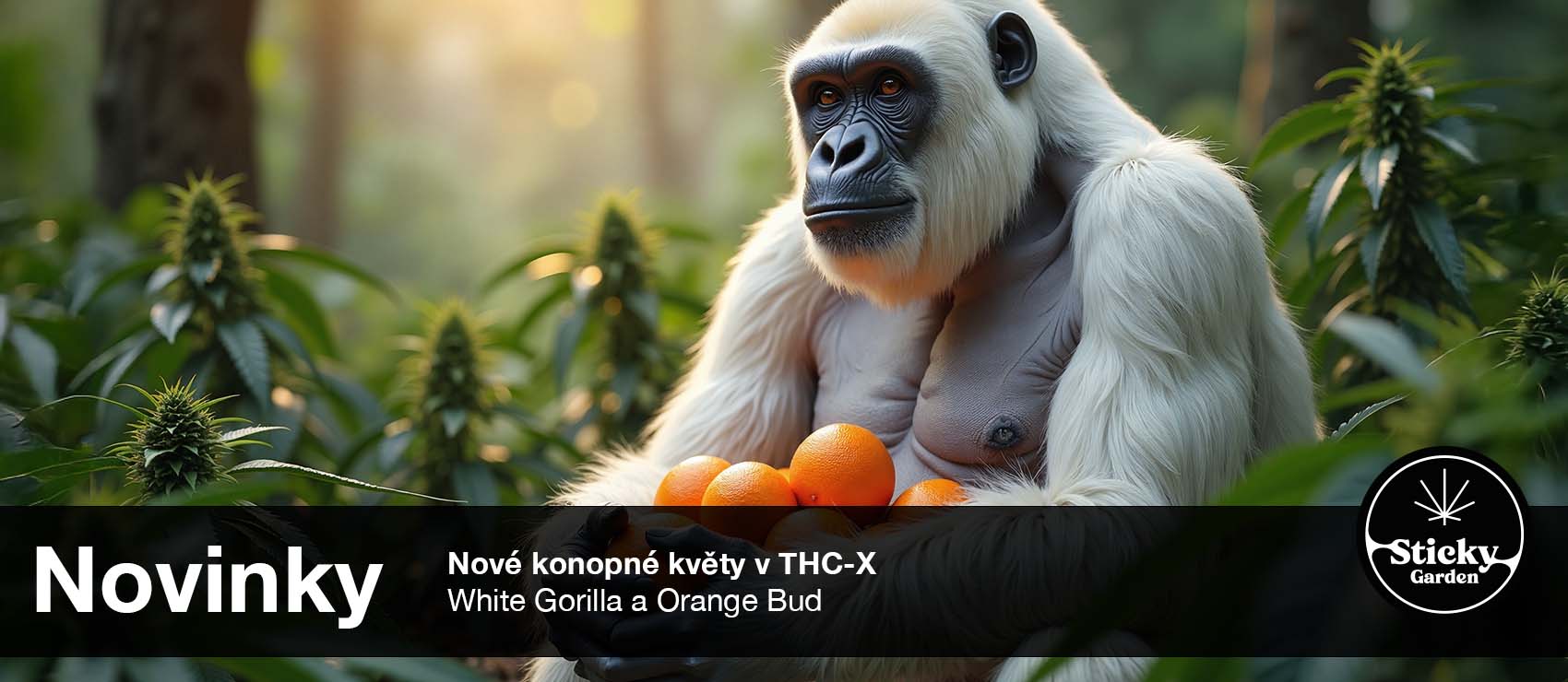 THC-X Květy