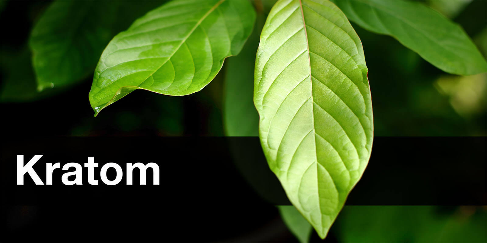 Kratom