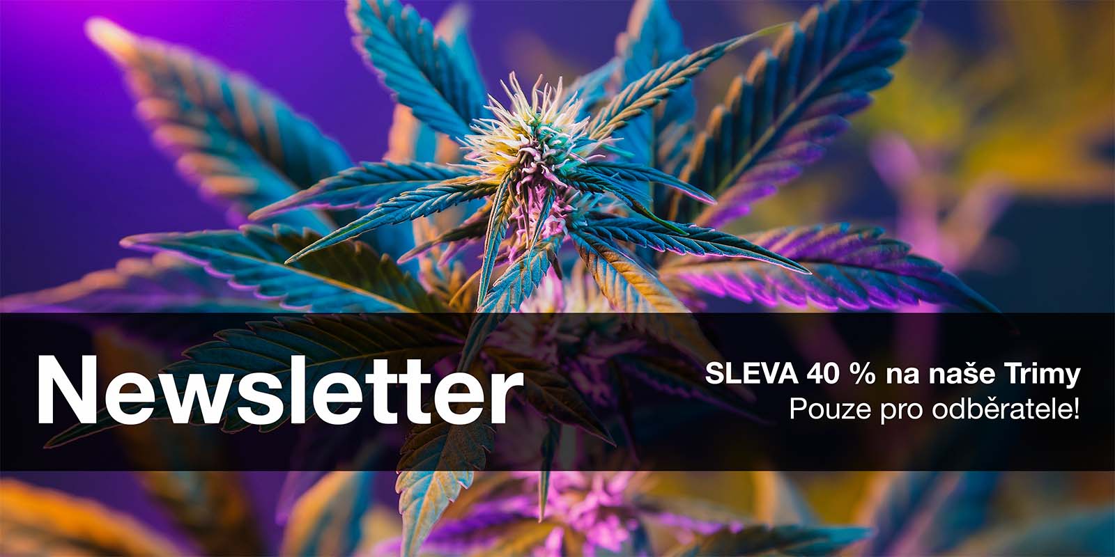 Newsletter Sticky Garden