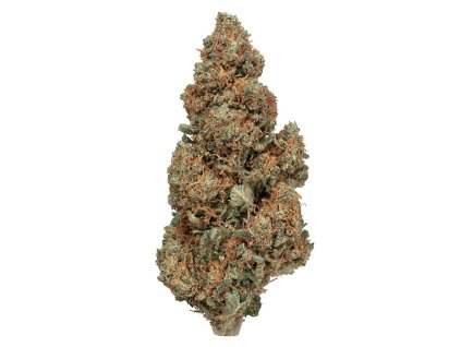 Orange Bud