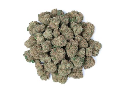 White Gorilla SB
