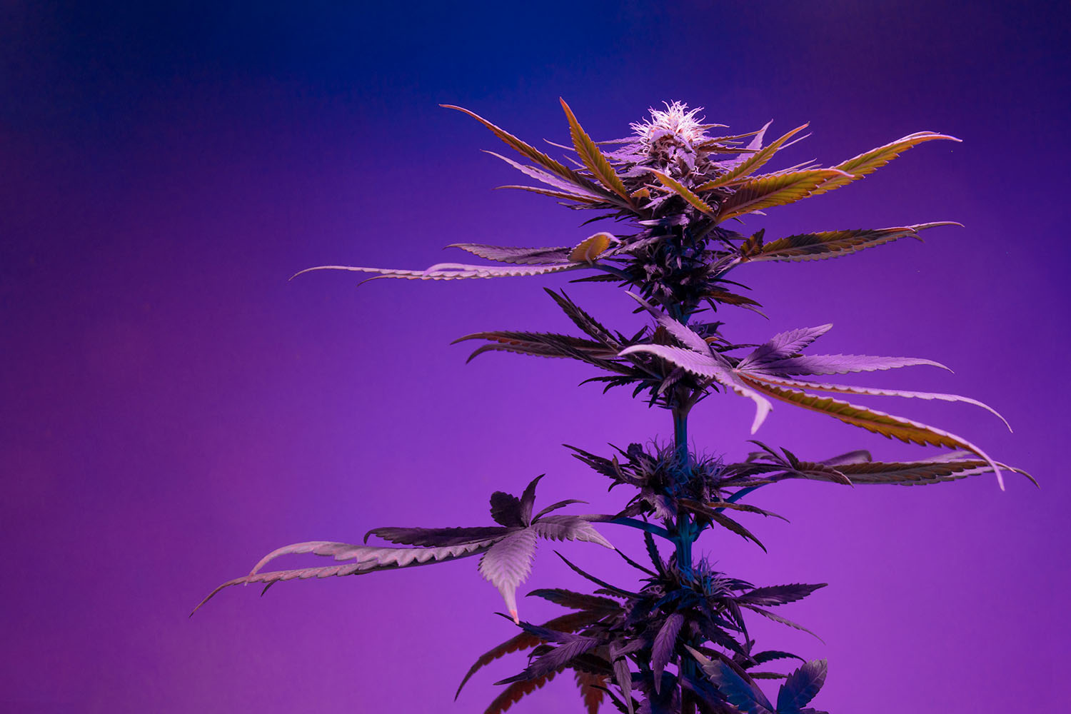 The best hemp under 0,2