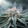 White Widow 2