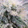 White Widow