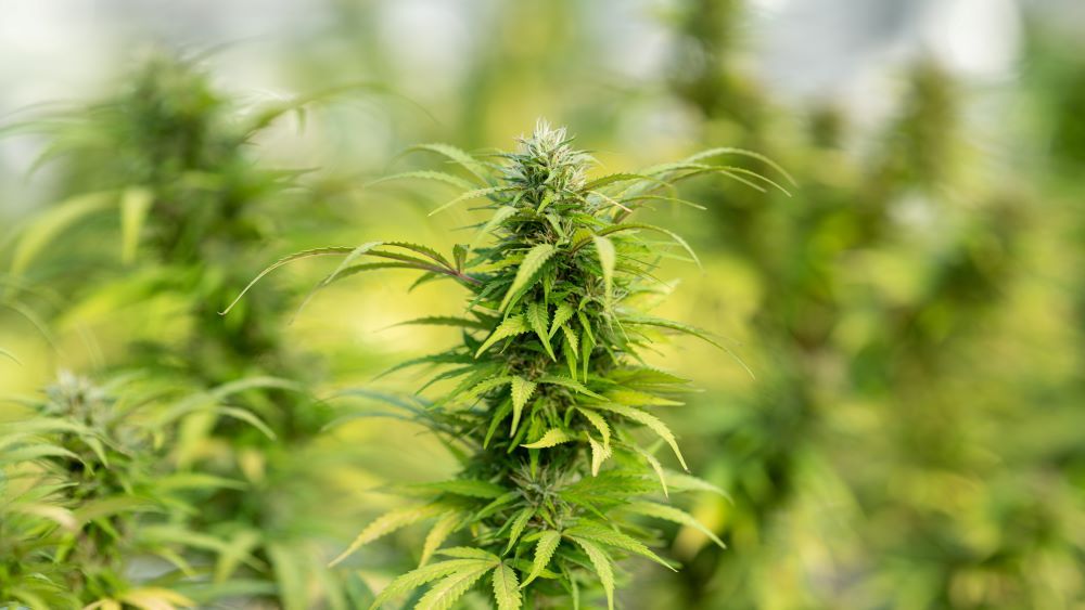 Jaký je rozdíl mezi CBD a THC?