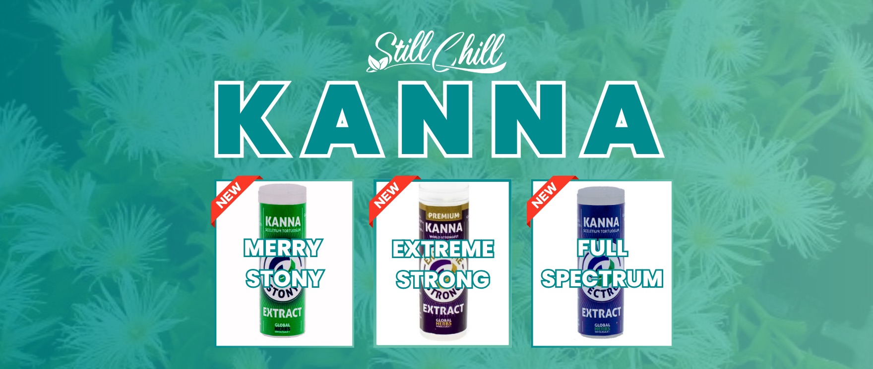 Kanna Extrakt Sceletium tortuosum