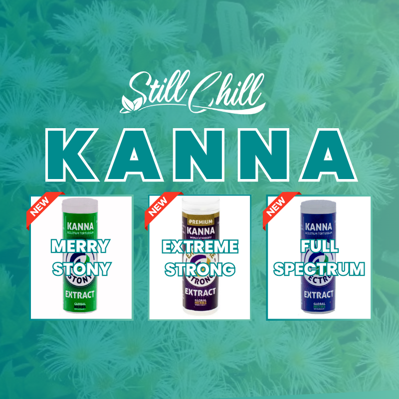 Kanna Extrakt Sceletium tortuosum