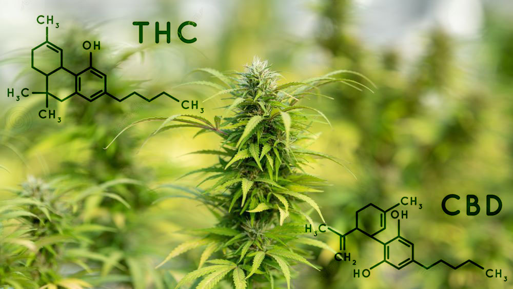 cbd-vs-thc-stillchill-konopi-cannabis-cbg-cbn
