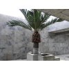 Stone veneer Slate South Grey used on modern exterior wall with palm decor, showing elegant grey natural stone surface.