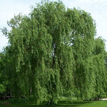 Jeden z nejagresivnějších pylů jara je tady!