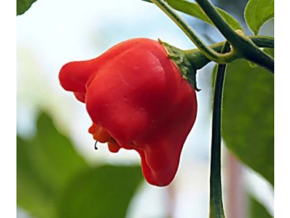Popis této chilli papričky