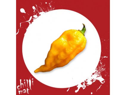 Chilli Semínka a sazenice Bhut Jolokia Yellow