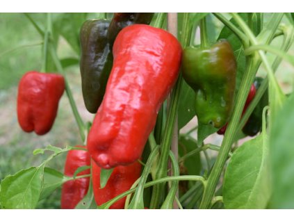 Sazenice Chilli Pimientos de Padrón