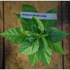 sazenice chilli Bhut Jolokia Peach1