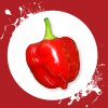 Sazenice a semínka chilli Habanero red