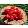 Jamaican Red