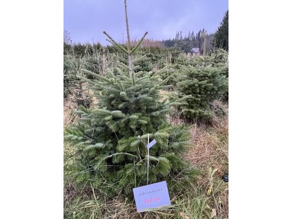 Kavkazská jedle 160cm č.79