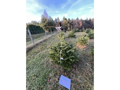 Kavkazská jedle 140cm č.25