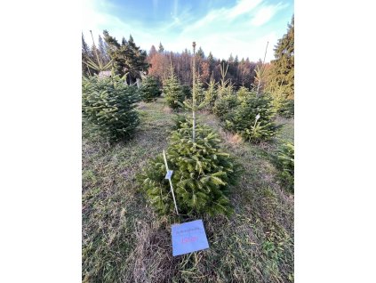 Kavkazská jedle 150cm č.20