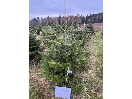 Kavkazská jedle 160cm č.82