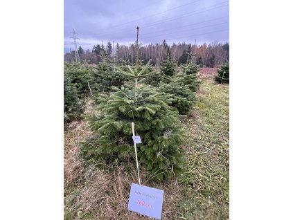 Kavkazská jedle 160cm č.89
