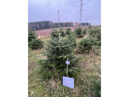 Kavkazská jedle 160cm č.91