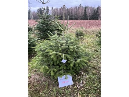 Kavkazská jedle 160cm č.73