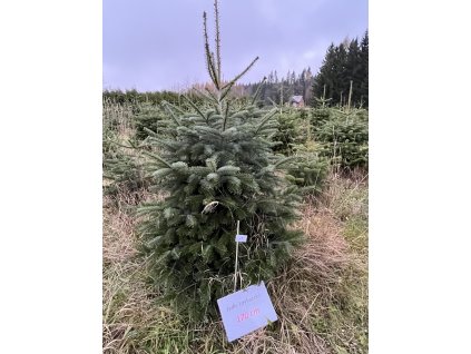 Kavkazská jedle 170cm č.77