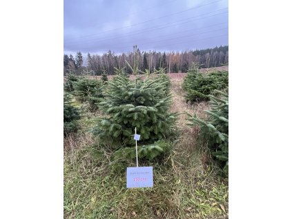 Kavkazská jedle 170cm č.92