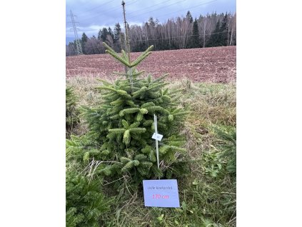 Kavkazská jedle 170cm č.61