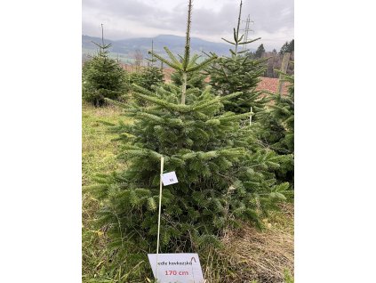 Kavkazská jedle 170cm č.55