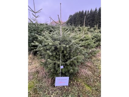 Kavkazská jedle 180cm č.74