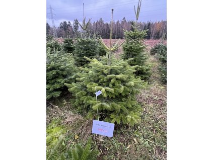 Kavkazská jedle 180cm č.97