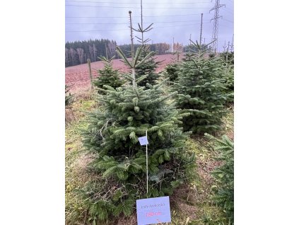 Kavkazská jedle 180cm č.72