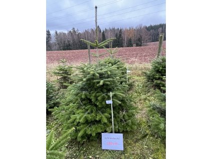 Kavkazská jedle 180cm č.60