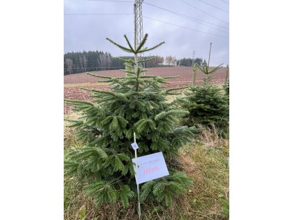 Kavkazská jedle 180cm č.50