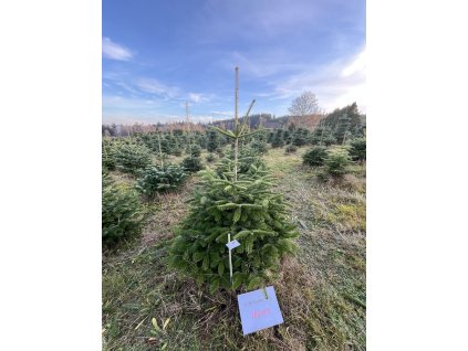 Kavkazská jedle 180cm č.34