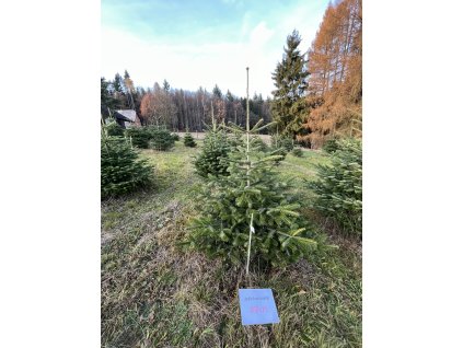 Kavkazská jedle 180cm č.31