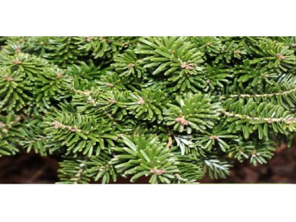 chvojí jedle korejské