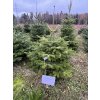 Kavkazská jedle 180cm č.97