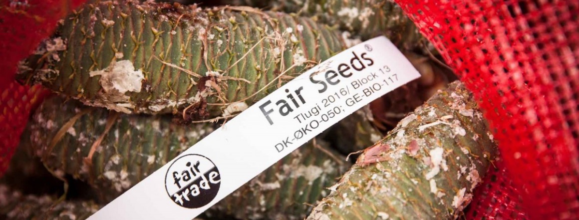 fair seeds