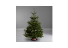 ČERSTVĚ ŘEZANÉ VÁNOČNÍ STROMKY