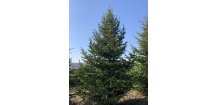 SMRK VÝCHODNÍ - PICEA ORIENTALIS