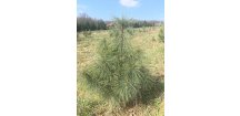 BOROVICE HIMÁLAJSKÁ - PINUS WALLICHIANA