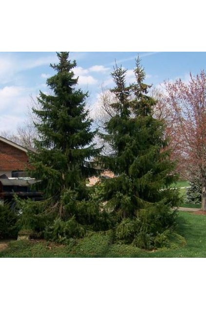 Picea omorika grande