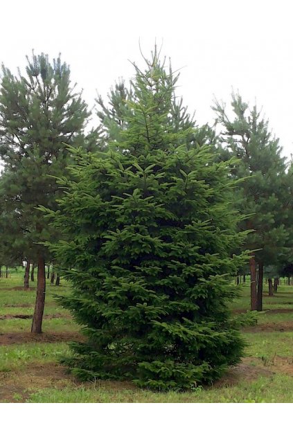 medium abies alba