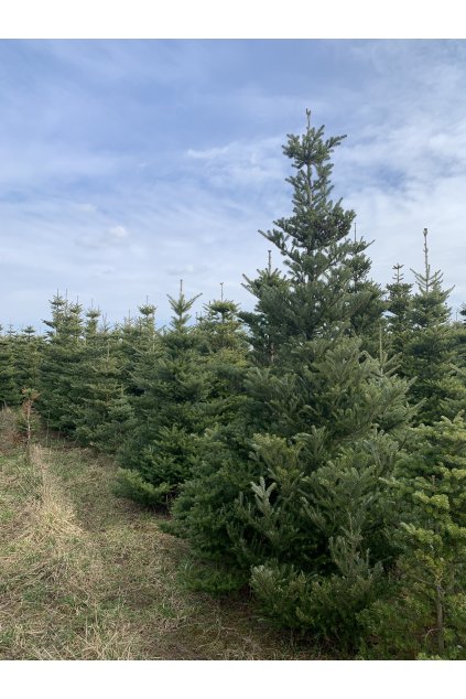 JEDLE KOREJSKÁ - ABIES KOREANA